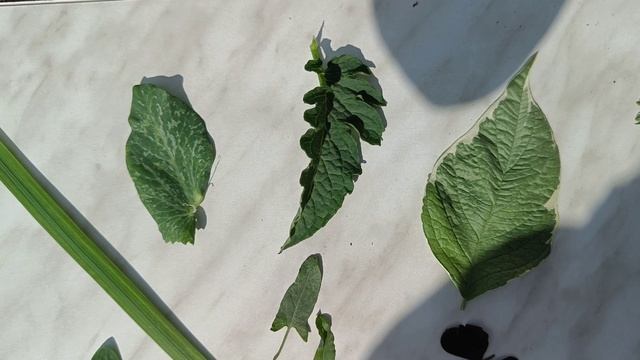 Формы листьев - биология для младших школьников. смотреть онлайн