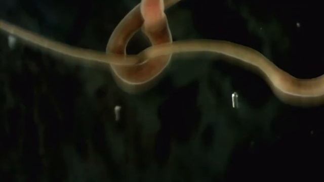 Ramphogordius sanguineus feeding on Paranais litoralis смотреть онлайн