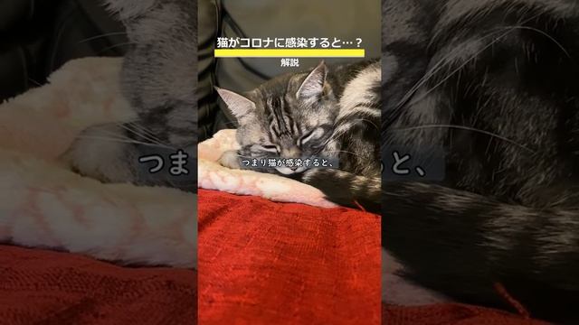 1分で分かる「猫が新型コロナに感染すると…？」 #shorts смотреть онлайн