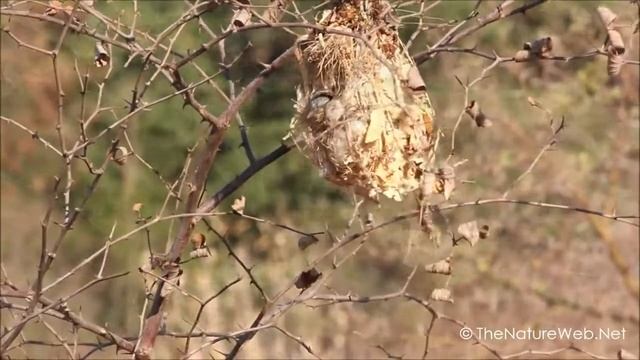 Purple Sunbird Cinnyris asiaticus смотреть онлайн