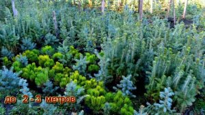 Саженцы голубых елей.