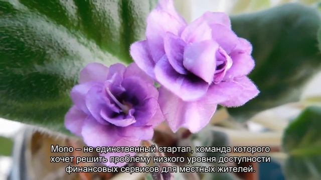 Нигерийский финтех-стартап Mono привлек $2 млн на развитие интернет-экономики Африки смотреть онлайн