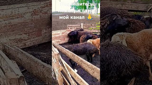 Сейчас будем выпускать гисарских баранов смотреть онлайн