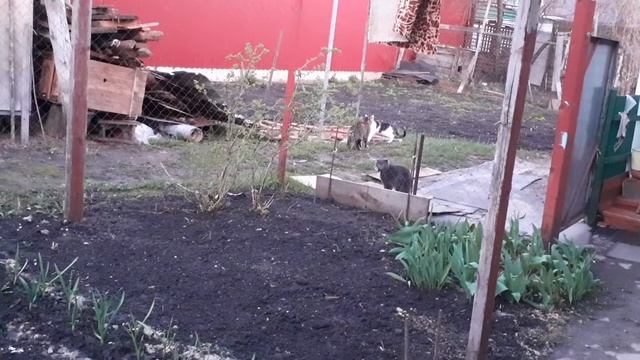 прогулки с котами. котёнок и взрослые коты/ странное поведение котов смотреть онлайн