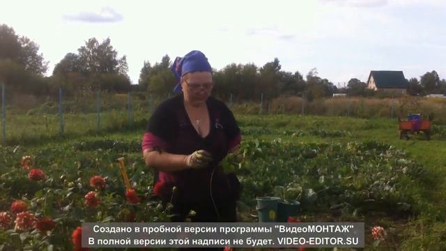 КЛУБНИКА смотреть онлайн