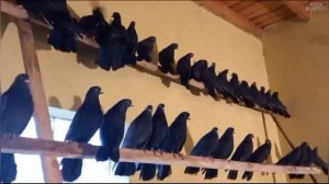 Николаевские голуби у Паши. Большие Салы. Ростов 🇷🇺 тел. +7 (928) 195-37-52