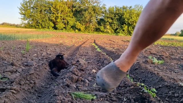 ЛУЧШИЙ СПОСОБ ПОСАДКИ ПОМИДОР 🍅🍅🍅! УРОЖАЙ БУДЕТ ВСЕГДА смотреть онлайн