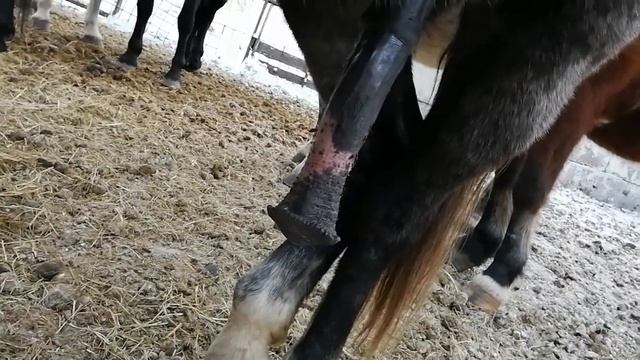 Horse Stallion Erection 456