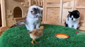 а ну-ка давай-ка мем