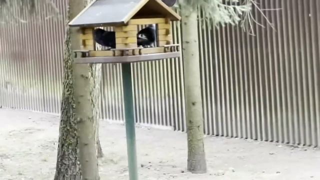 Голуби на кормушке . смотреть онлайн