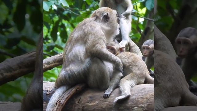 Poor baby monkey so skinny no food pelase help him calling back form the good video смотреть онлайн