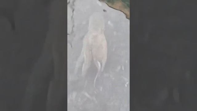UN PINGOUIN TORDA dans le Var! 🐧💦🐙le 08/12/2022 et un beau poulpe qui part en courant... смотреть онлайн