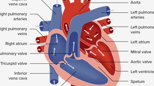 Cardiovascular system in one hour. смотреть онлайн