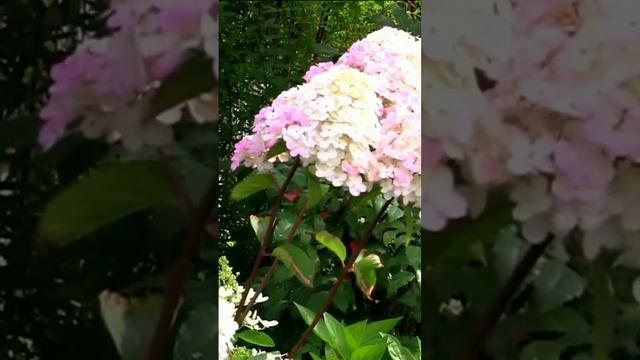 Гортензии куст. Дмитрий Шлапак смотреть онлайн