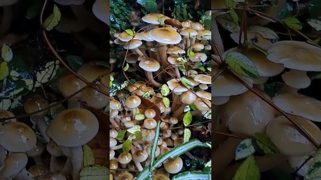 Адлер. Урожай грибов за окном 2023. смотреть онлайн