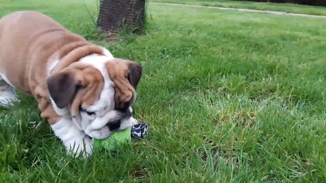 Bond 7 weeks old English Bulldog puppy for sale смотреть онлайн