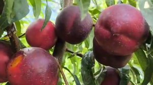 Нектарин Біг Хейвeн. Nectarine Big Hawen