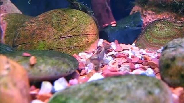 Stiphodon ornatus burrows роет нору.wmv смотреть онлайн