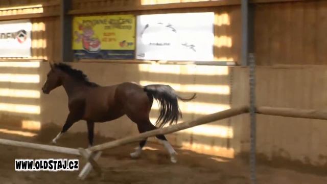 -- SOLD to DUBAI-- Joutendra, 2009, Toulon x Contender, free jumping II 07 13 смотреть онлайн