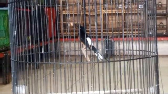 YANG DITUNGGU TUNGGU ‼️MASUK LAGI TROTOL JTN SUPER GREAT & BURUNG LAINNYA BANYAK 0838-7553-6945 смотреть онлайн