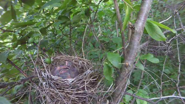 Чечевица 170618 3 в терне 21июня 6 смотреть онлайн