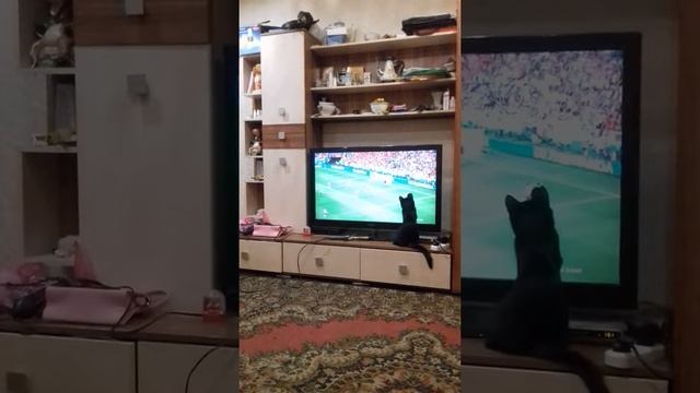 Котёнок болеет за сборную Англии. смотреть онлайн