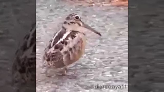 Индийская танцор птица смотреть онлайн