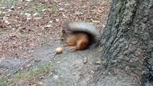 Белка разгрызает грецкий🌰 орех. смотреть онлайн