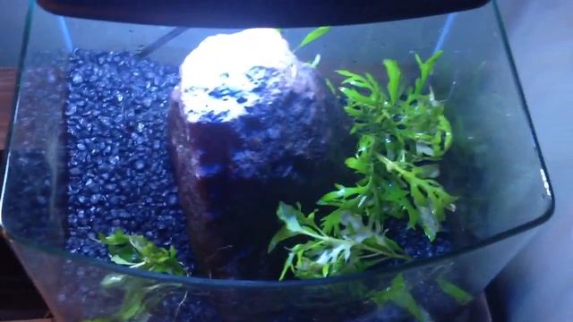 How to dirt an aquarium смотреть онлайн