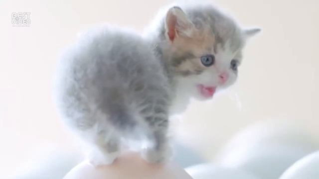 Тайская реклама корма для котят смотреть онлайн