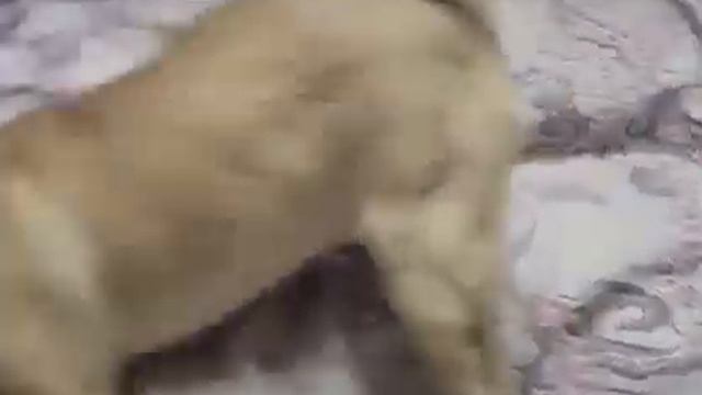 Мопс Милка смотреть онлайн