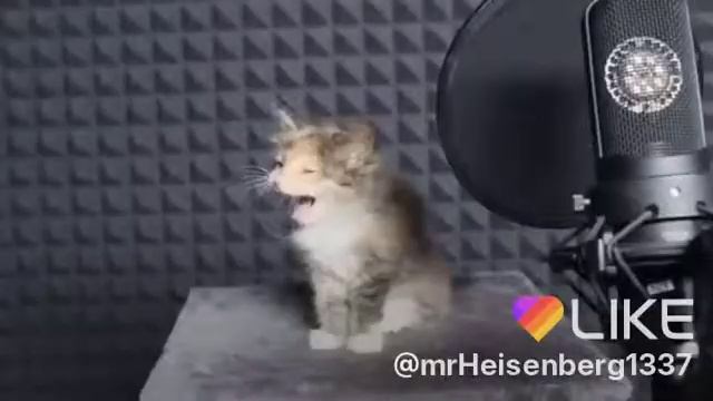Котята поют смотреть онлайн