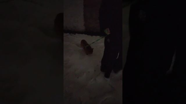 Рыжик на прогулке 15.02.24 год смотреть онлайн