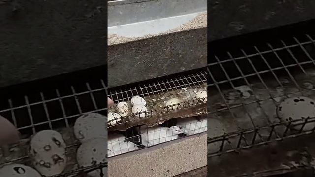 Перепелиная четырёхэтажная клетка в работе #перепелки #перепелиныеяйца смотреть онлайн