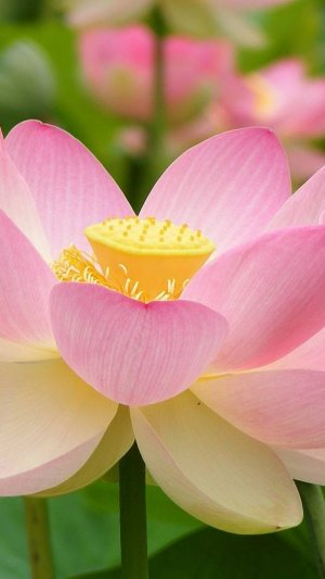 Лотос из семян — как вырастить цветок!