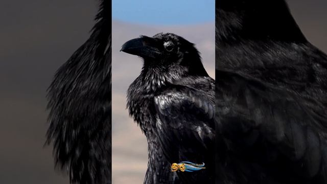 EERIE EVENING OF ENTERTAINMENT - RAVEN PROMO смотреть онлайн