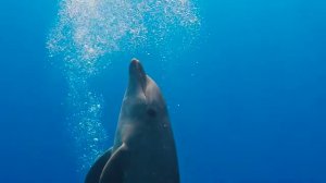 МОРСКИЕ ОБИТАТЕЛИ КОРАЛЛОВОГО РИФА: самые красочные чудеса природы