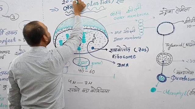 लवक ( Plastids) смотреть онлайн