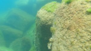 ПОДВОДНОЕ МОРСКОЕ ПУТЕШЕСТВИЕ В ОЛЬГИНКЕ. ЧИСТОЕ МОРЕ И РАЗНОРЫБЬЕ.