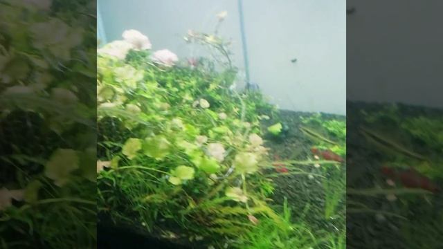 Chihiros Wrgb2 Vs Chihiros Rgb A Plus