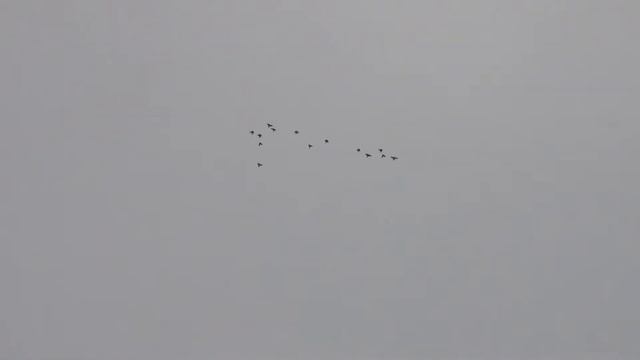полёт деришей 17 10 2013г смотреть онлайн