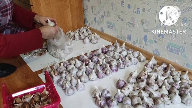 Озимый чеснок. Искусственный отбор. смотреть онлайн