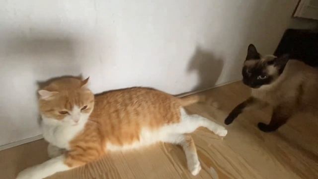 57🇪🇪Жизнь в Эстонии🎀Все кошатники сюда или много котов не бывает😺 #vlog #cat #рекомендации смотреть онлайн