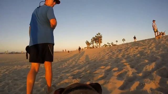 Was that Illegal? We hit the beach with Abby the GoPro dog and fly the Drone at sunset. смотреть онлайн
