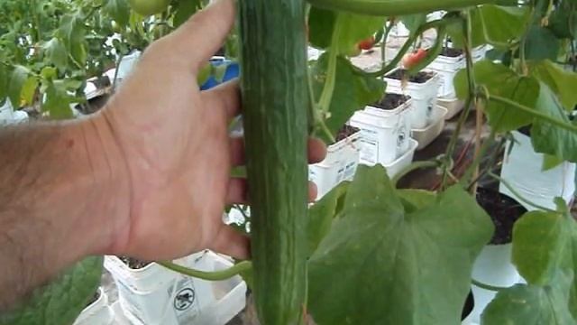 Stocking Up at Lowes & Greenhouse Updates смотреть онлайн