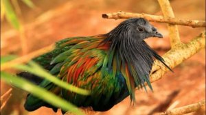 гривистый голубь