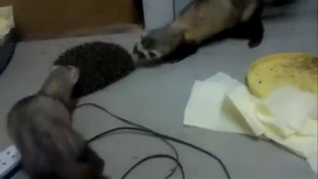 Хорёк против ЕЖА!!!!!! смотреть онлайн