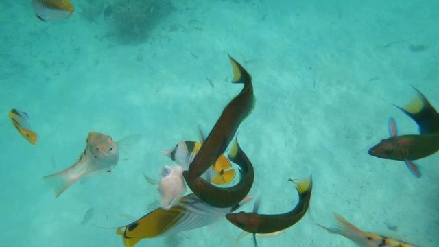 MALDIVES МААФУШИ ДОМАШНИЙ РИФ КОРМЛЕНИЕ РЫБ 2024 Home Reef Maafushi Fish Feeding Maldives