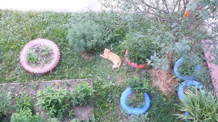 Кот в траве смотреть онлайн