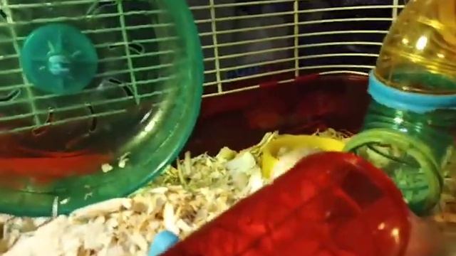 November 28th, 2022 I'm with Brunhilda the Viking hamster смотреть онлайн